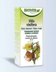 Vitis vinifera