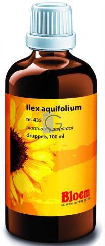 Bloem ilex aquifolium     435*