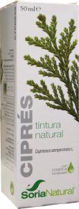 Cupressus sempervirens